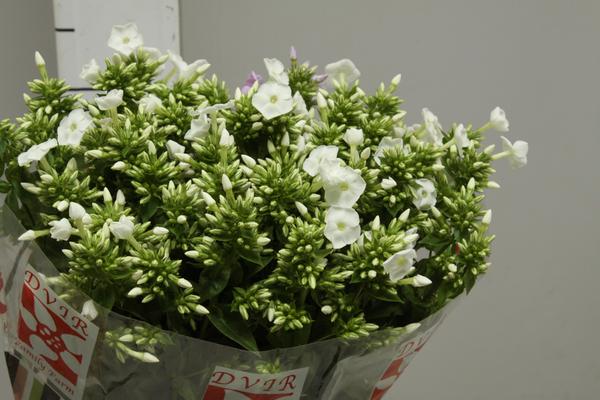 Phlox Whitecap