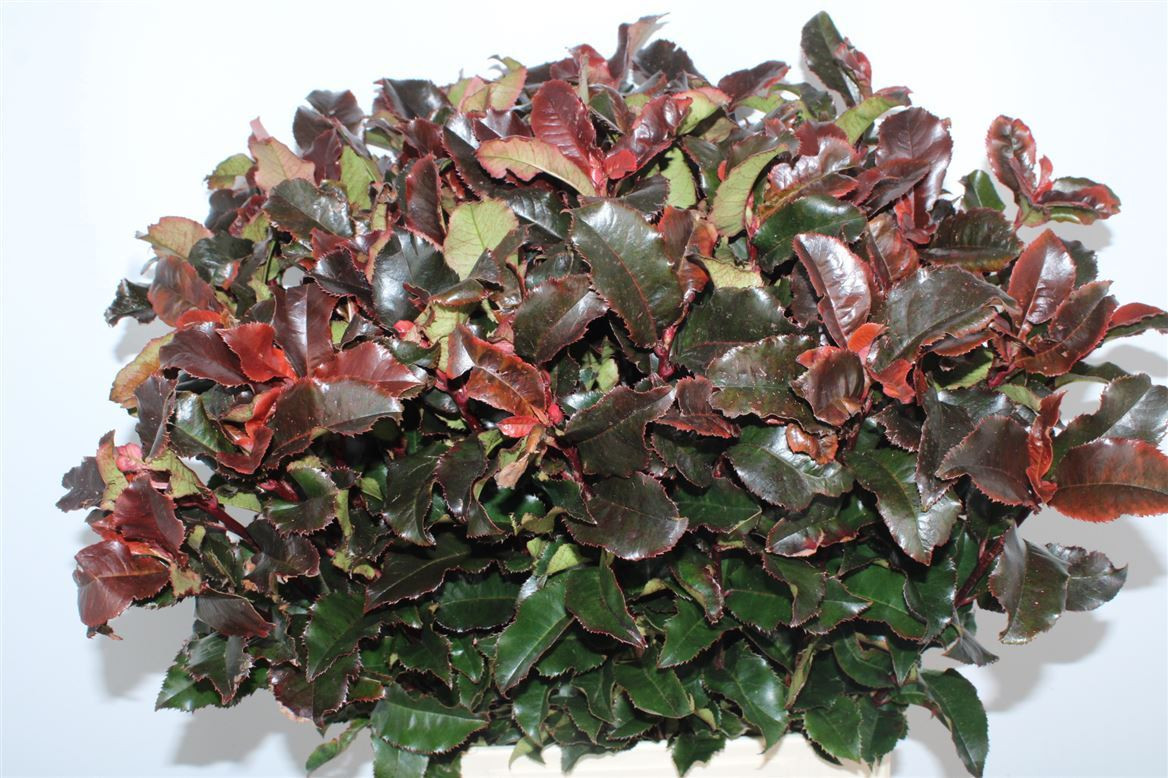 Photinia Volcano