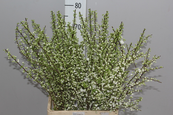 Prunus White Spray