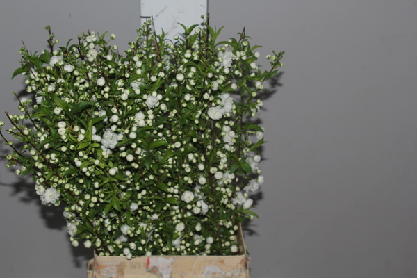 Prunus White Straight