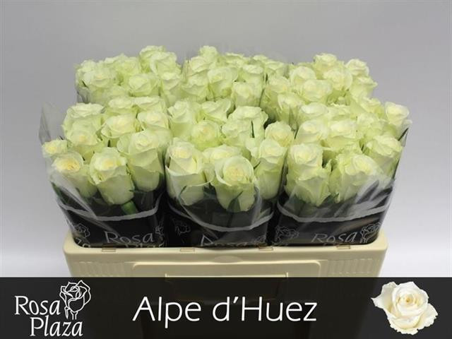 Rose Alpe Dhuez imp.