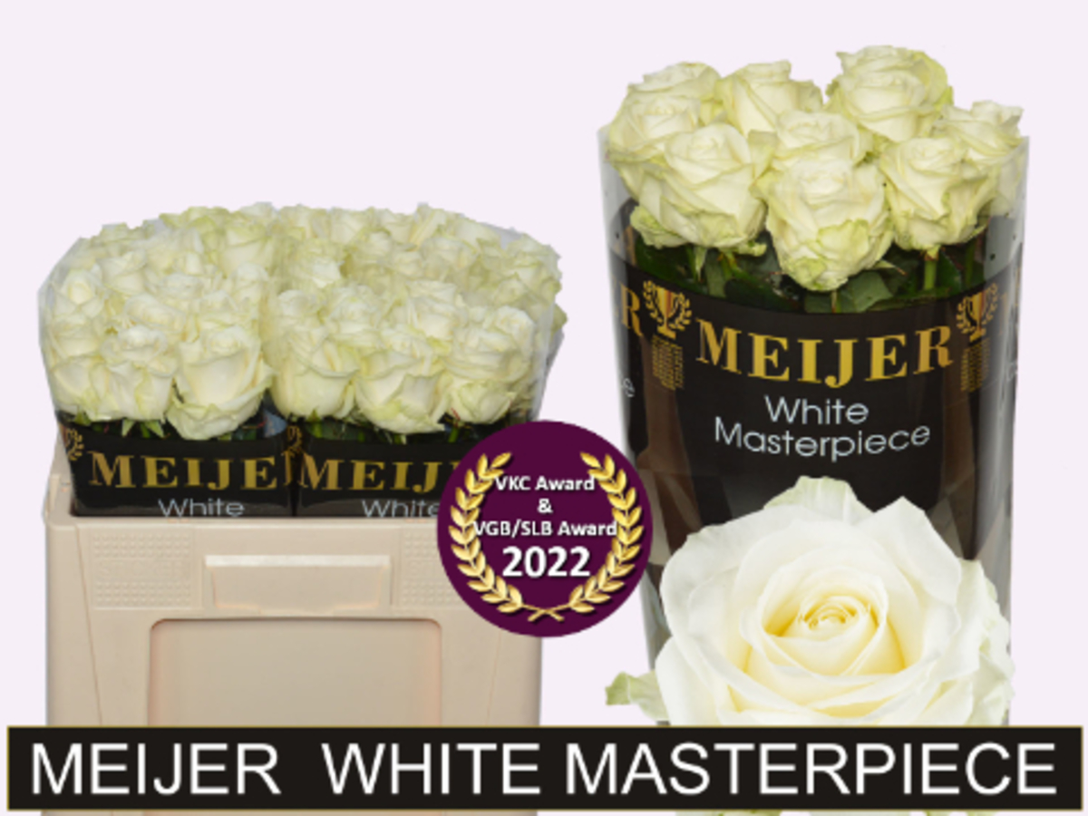 Rose Avalanche Meijer W.M.P.