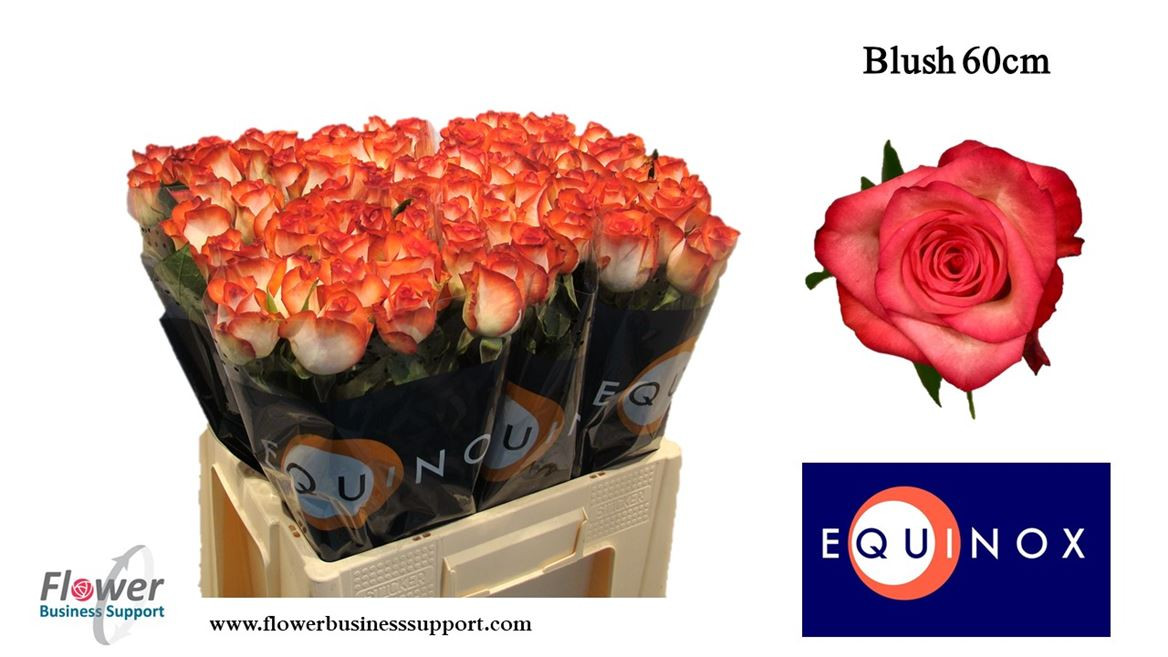 Rose Blush(equinox)