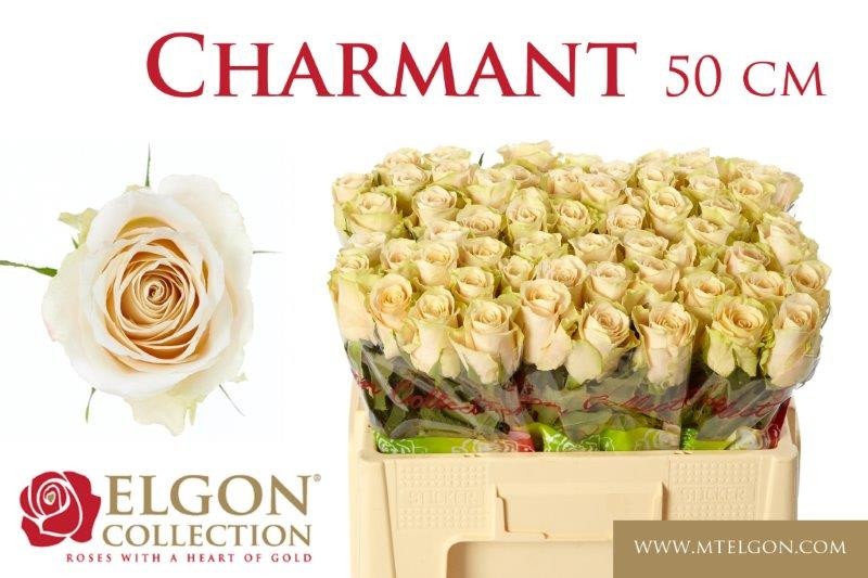 Rose Charmant
