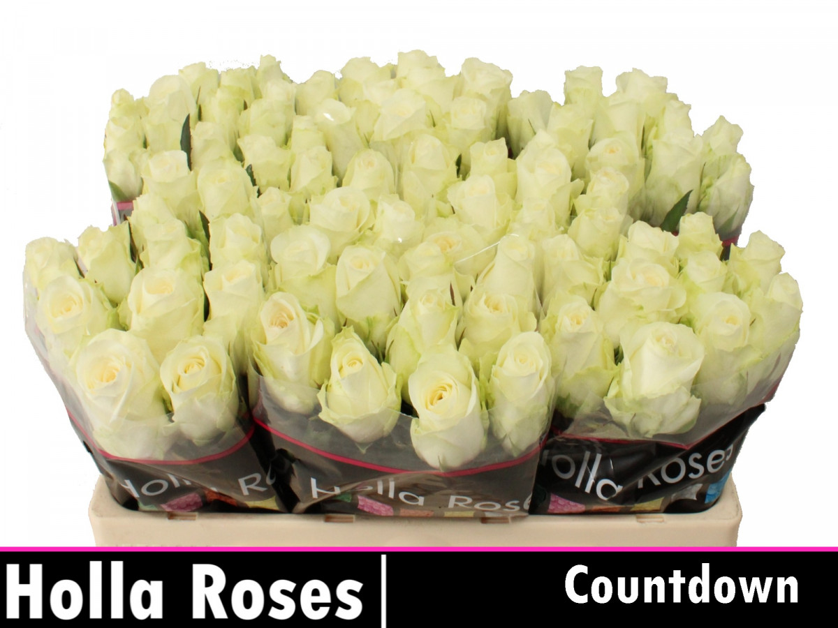 Rose Countdown!