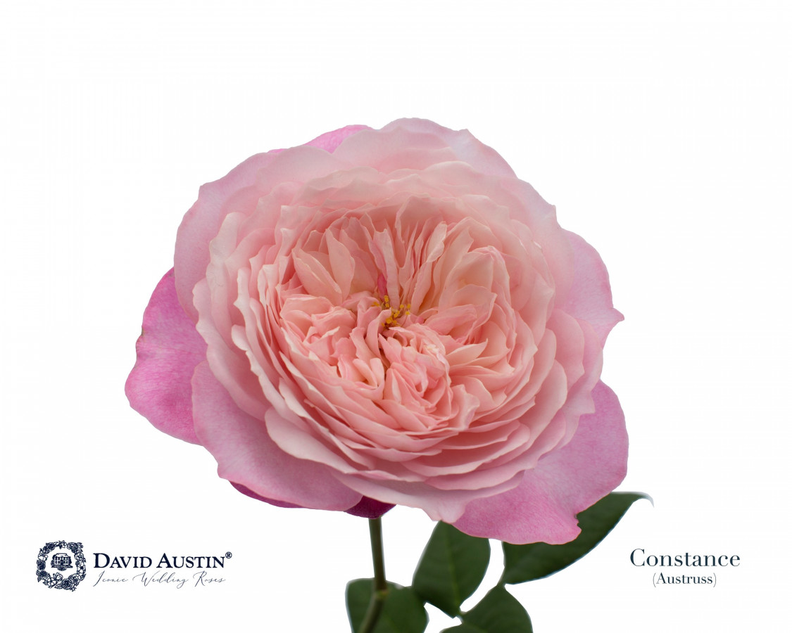 Roses gar. Dav Austin Constance