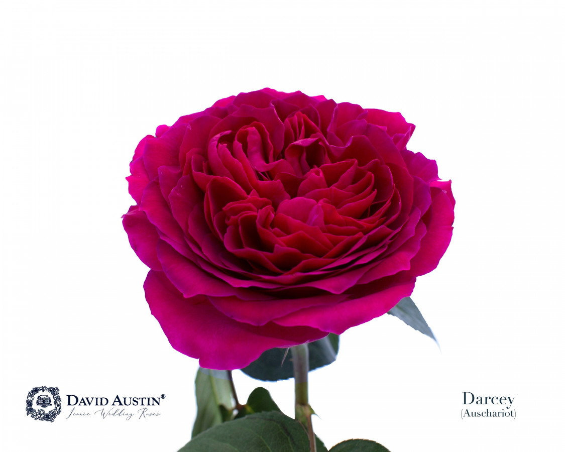 Roses gar. Dav Austin Darcey