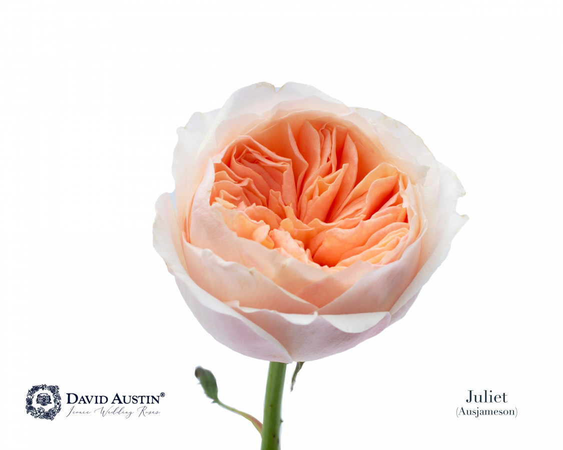 Roses gar. Dav Austin Juliet