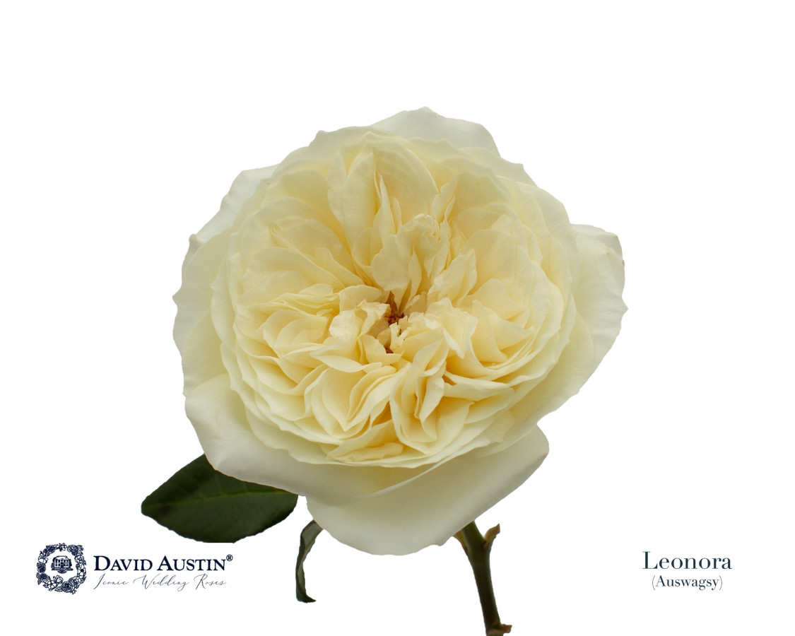 Roses gar. Dav Austin Leonora