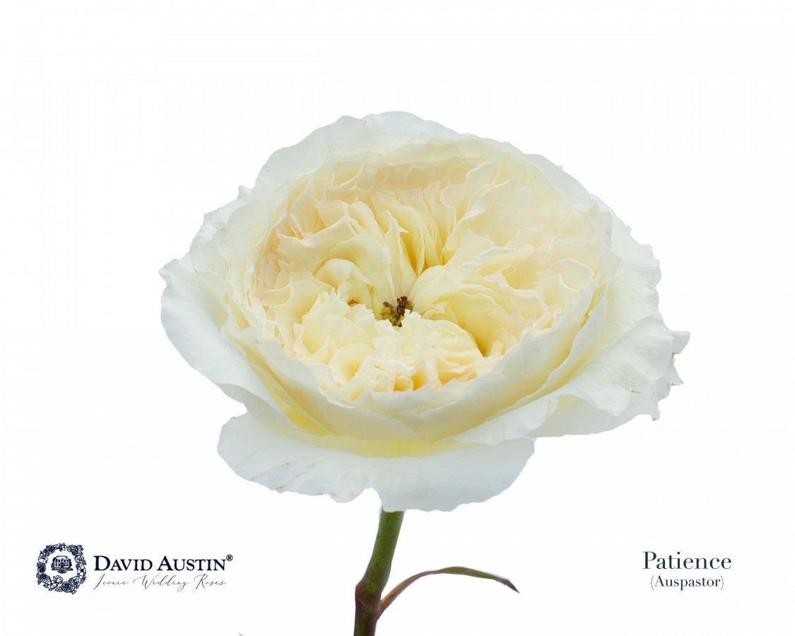 Roses gar. Dav Austin Patience