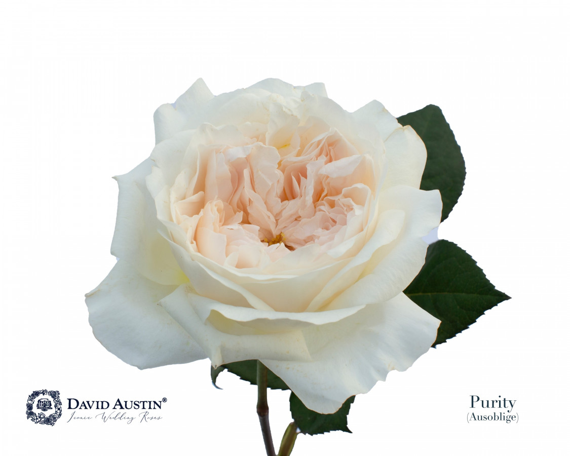 Roses gar. Dav Austin Purity