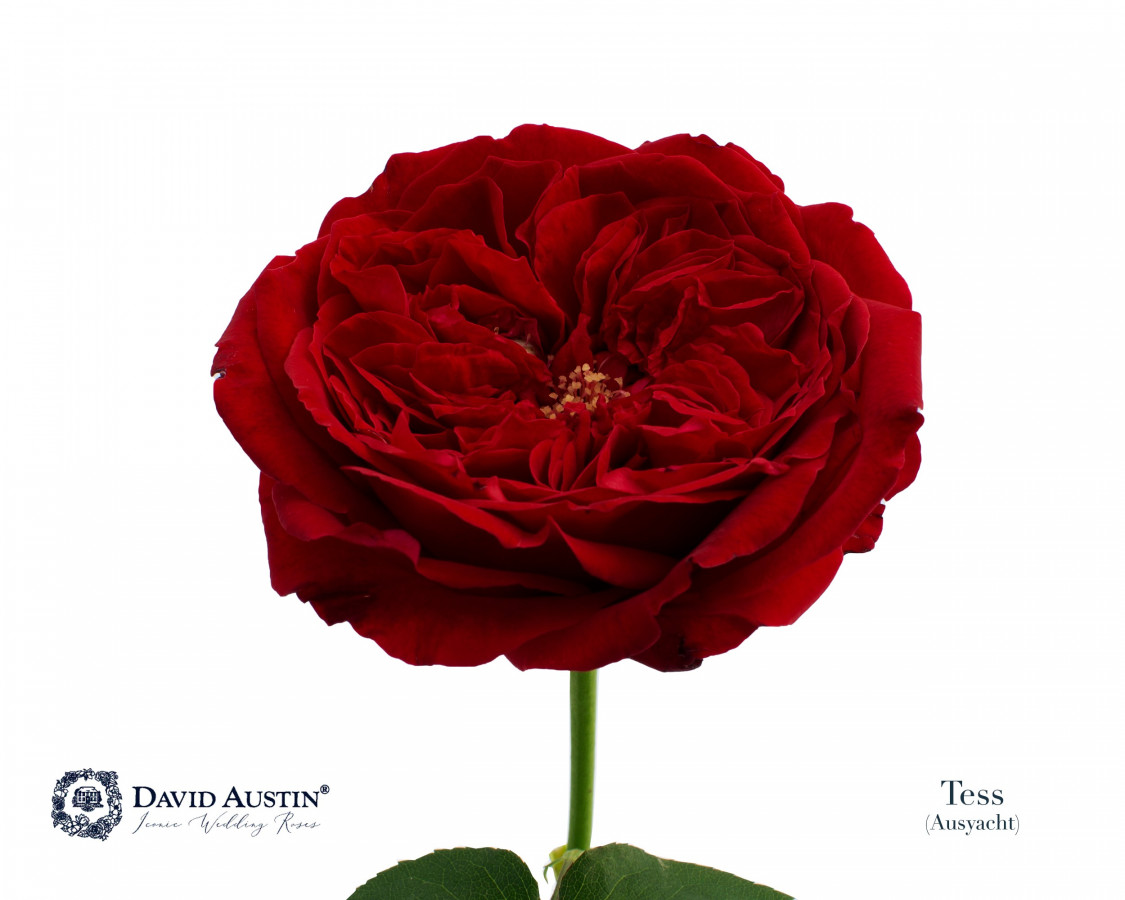 Roses gar. Dav Austin Tess