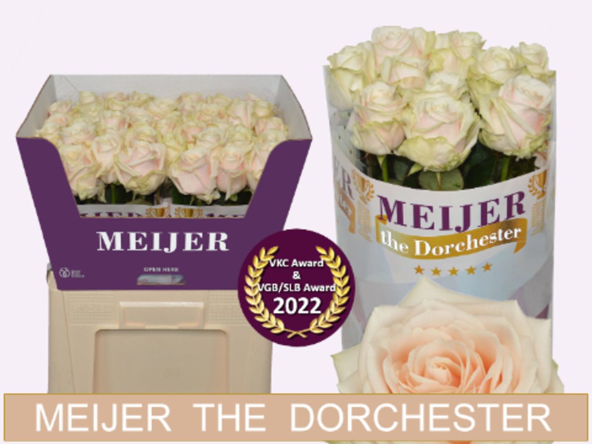 Rose Dorchester+