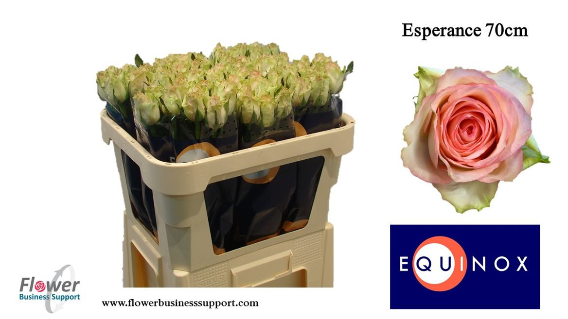 Rose Esperance(equinox)