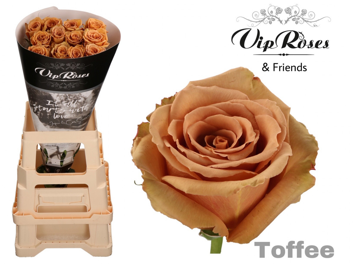 Roses gar. Toffee