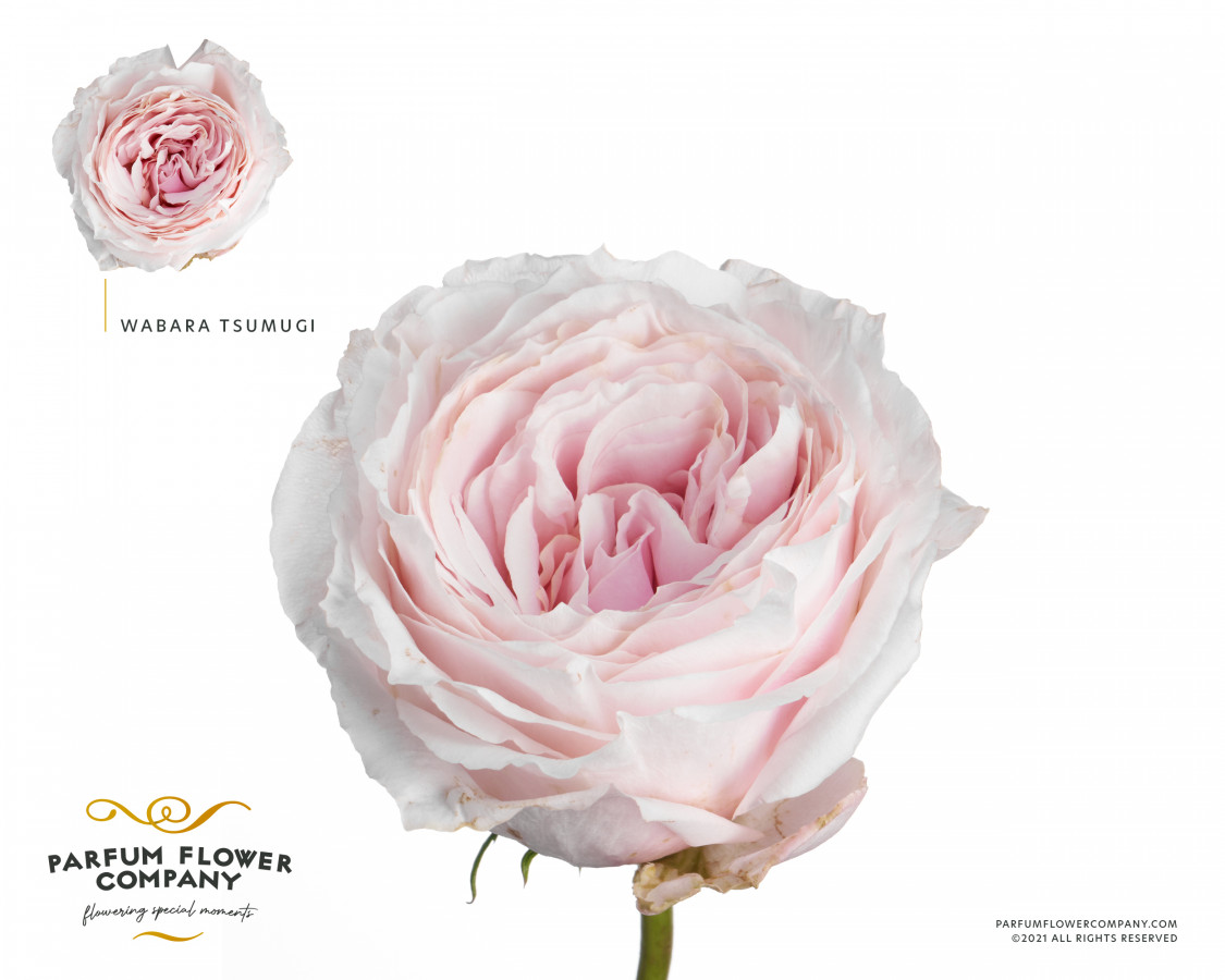 Roses gar. W.Tsumugi