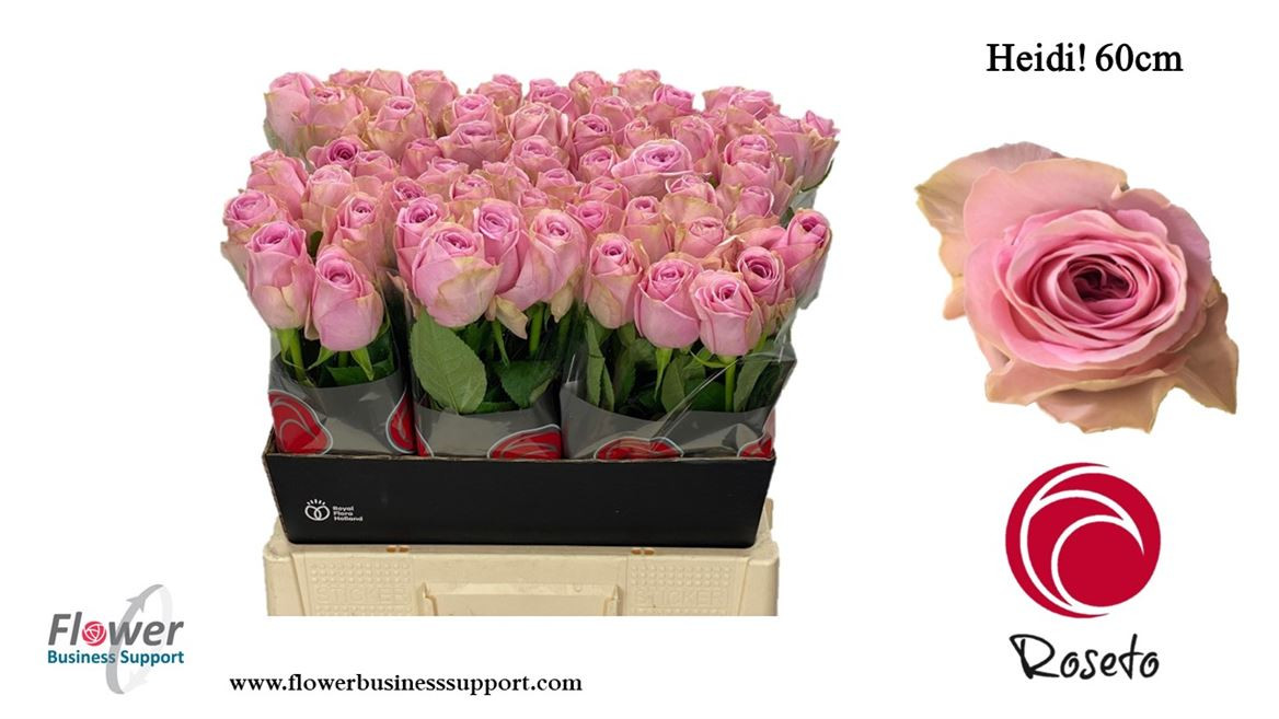 Rose Heidi(roseto)