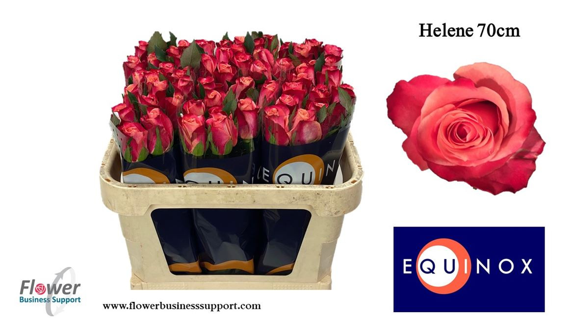 Rose Helene