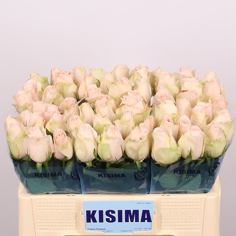 Rose High Bridal