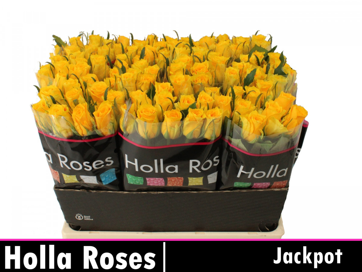 Rose Jackpot