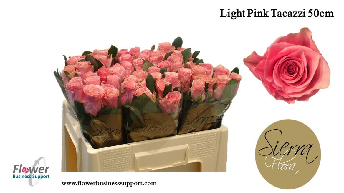 Rose Light P Tacazzi(sierra)