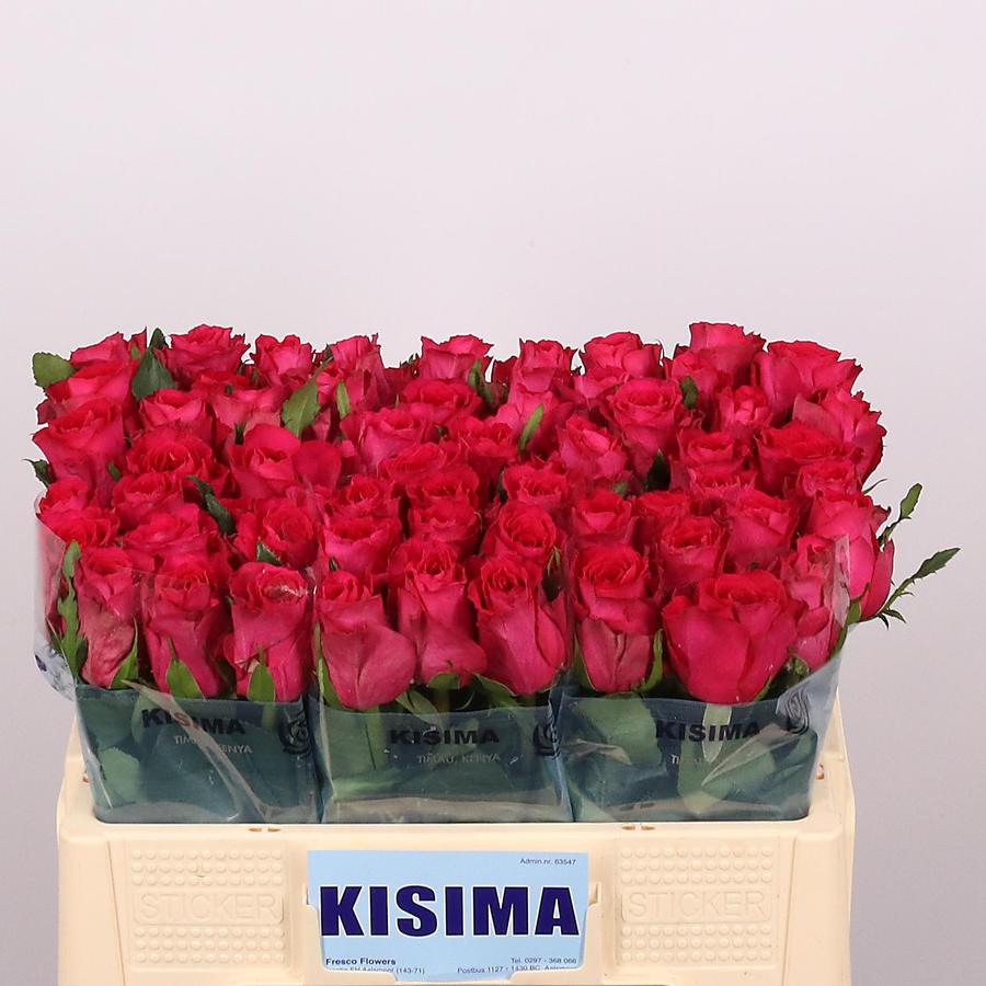 Rose Madam Cerise(kisima)