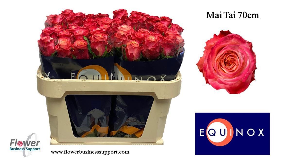 Rose Mai Tai(equinox)