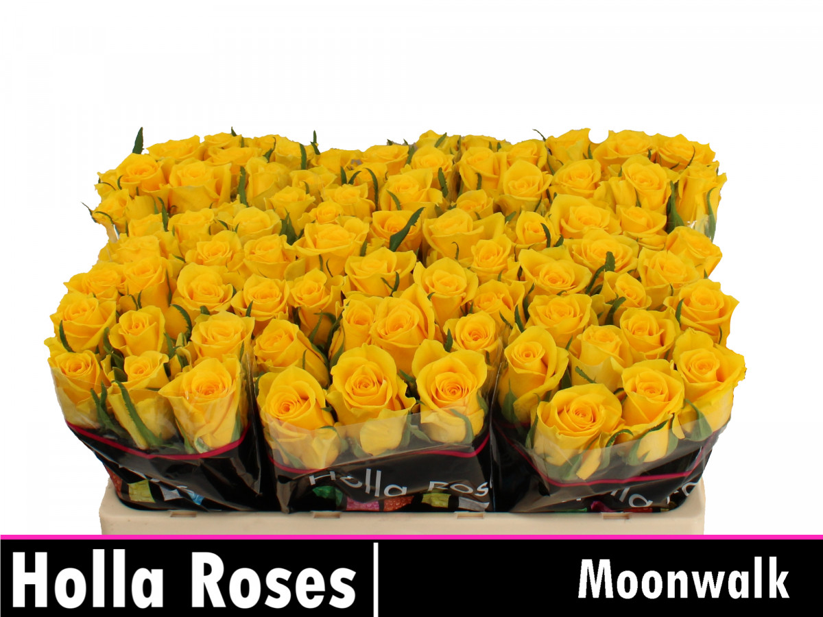 Rose Moonwalk