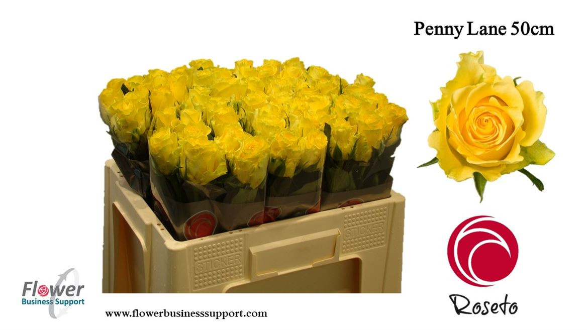 Rose Penny Lane(roseto)