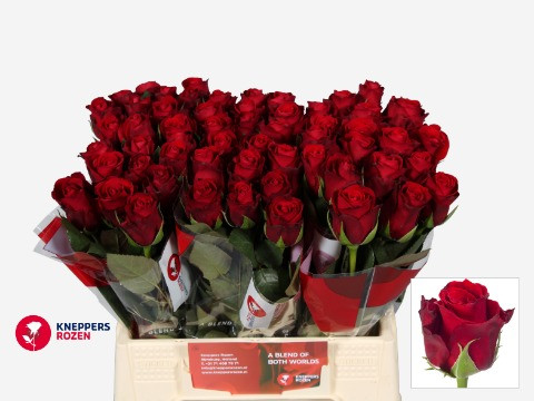 Rose Red Ribbon(kneppers)