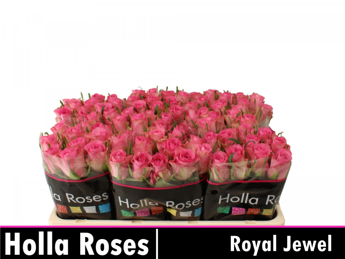 Rose Royal Jewel
