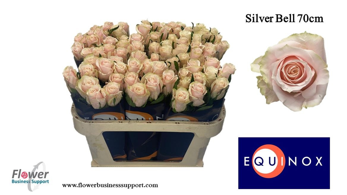 Rose Silver Bell