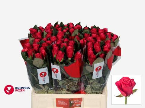 Rose Tacazzi(kneppers)