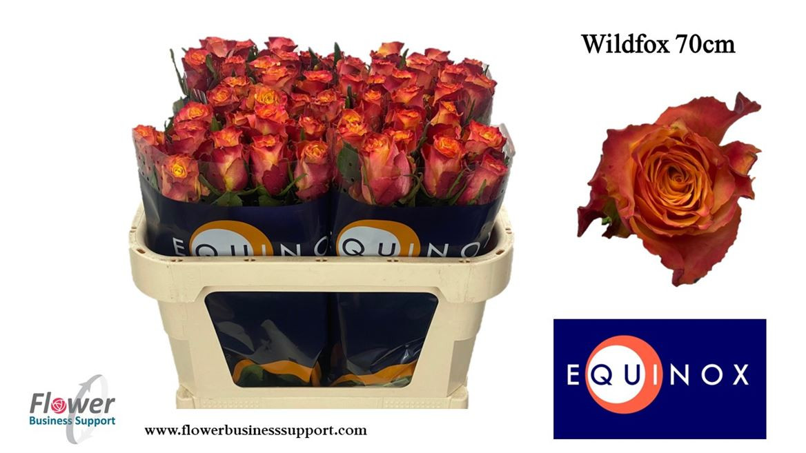 Rose Wild Fox(equinox)