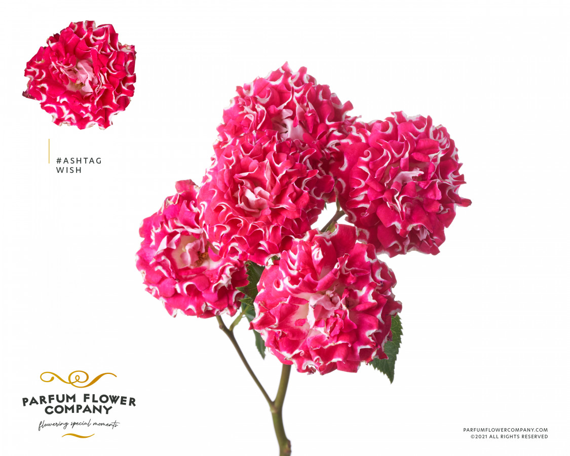 Roses Spray #tags Wishful