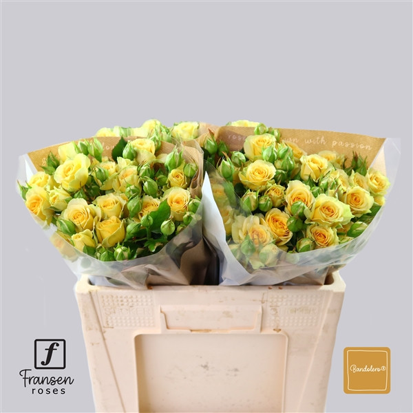 Roses Spray Bandolero Fransen