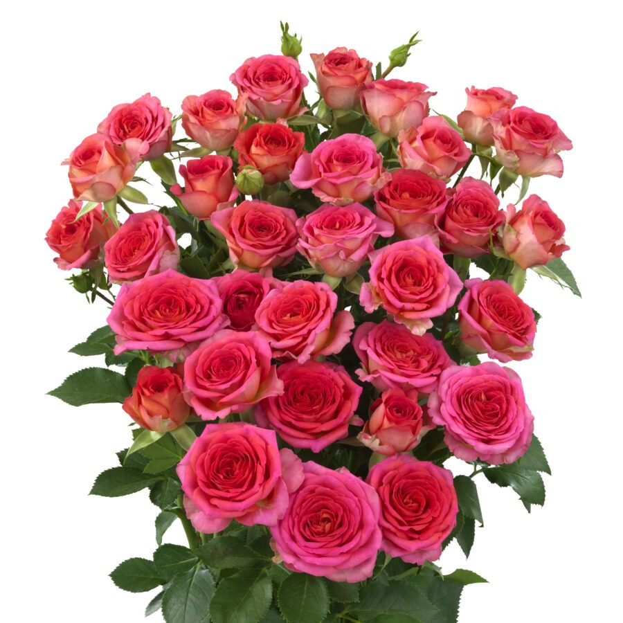 Roses Spray Chimo