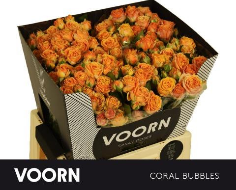 Roses Spray Coral bubbles