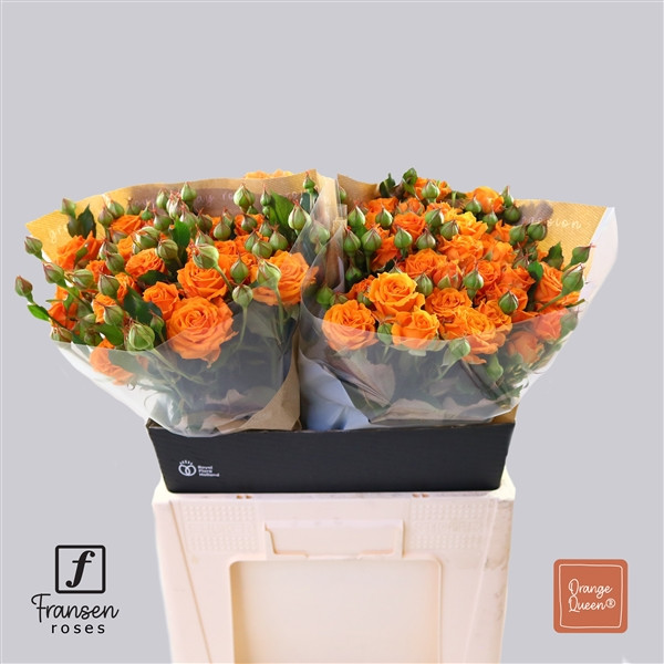 Roses Spray Orange Queen