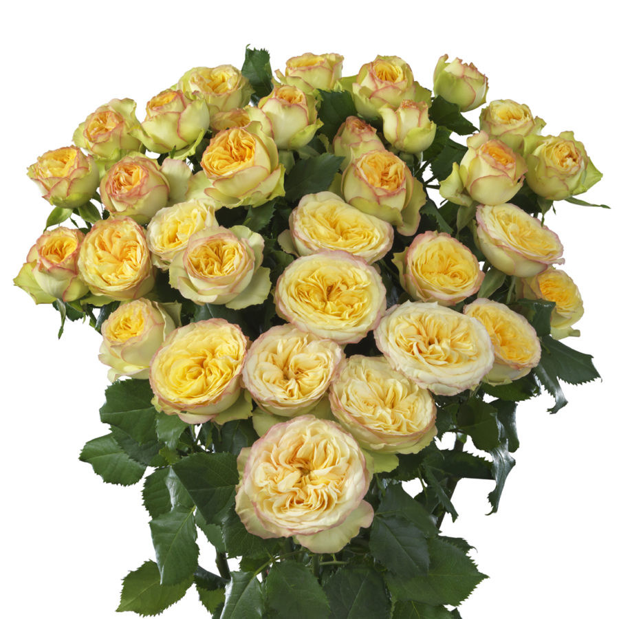 Roses Spray Yog Trendsetter