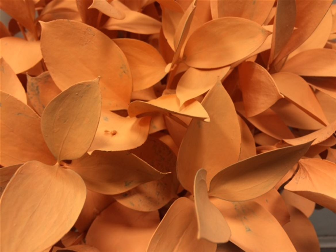 Ruscus P.Apricot