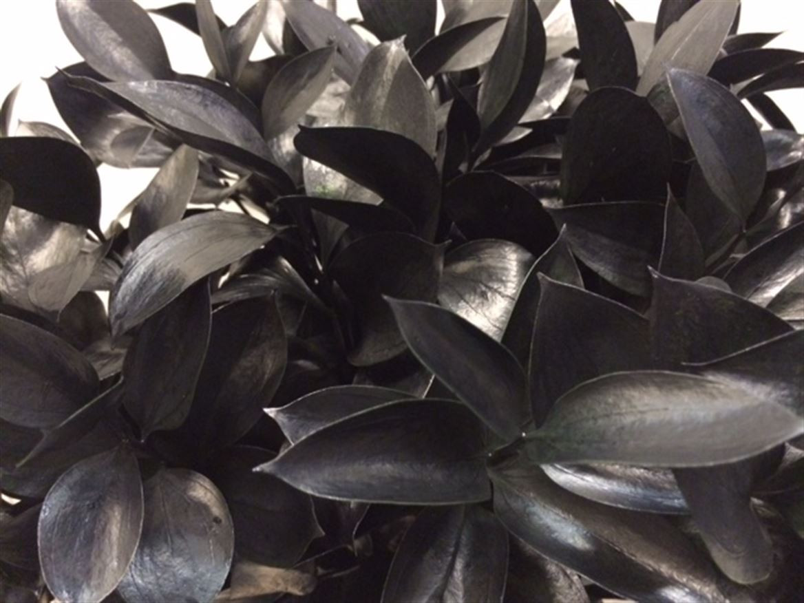 Ruscus P.Black