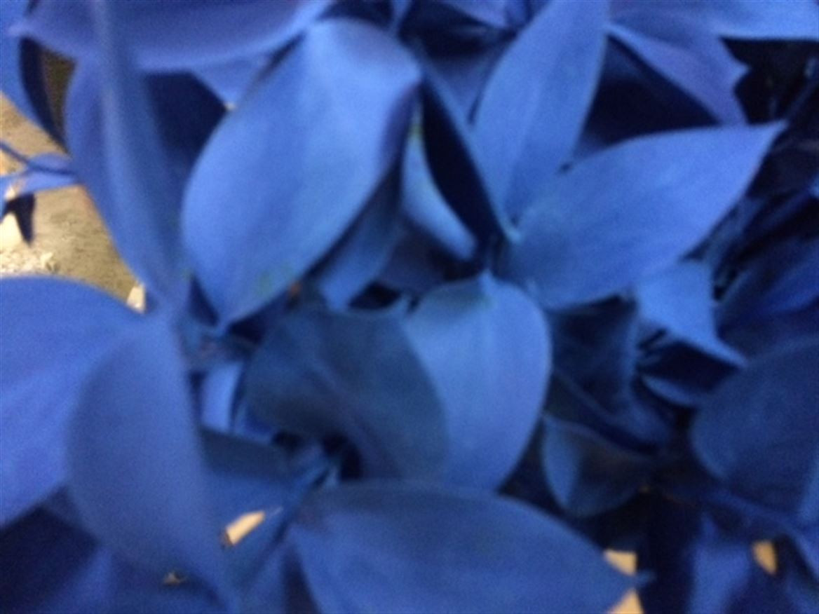 Ruscus P.Blue