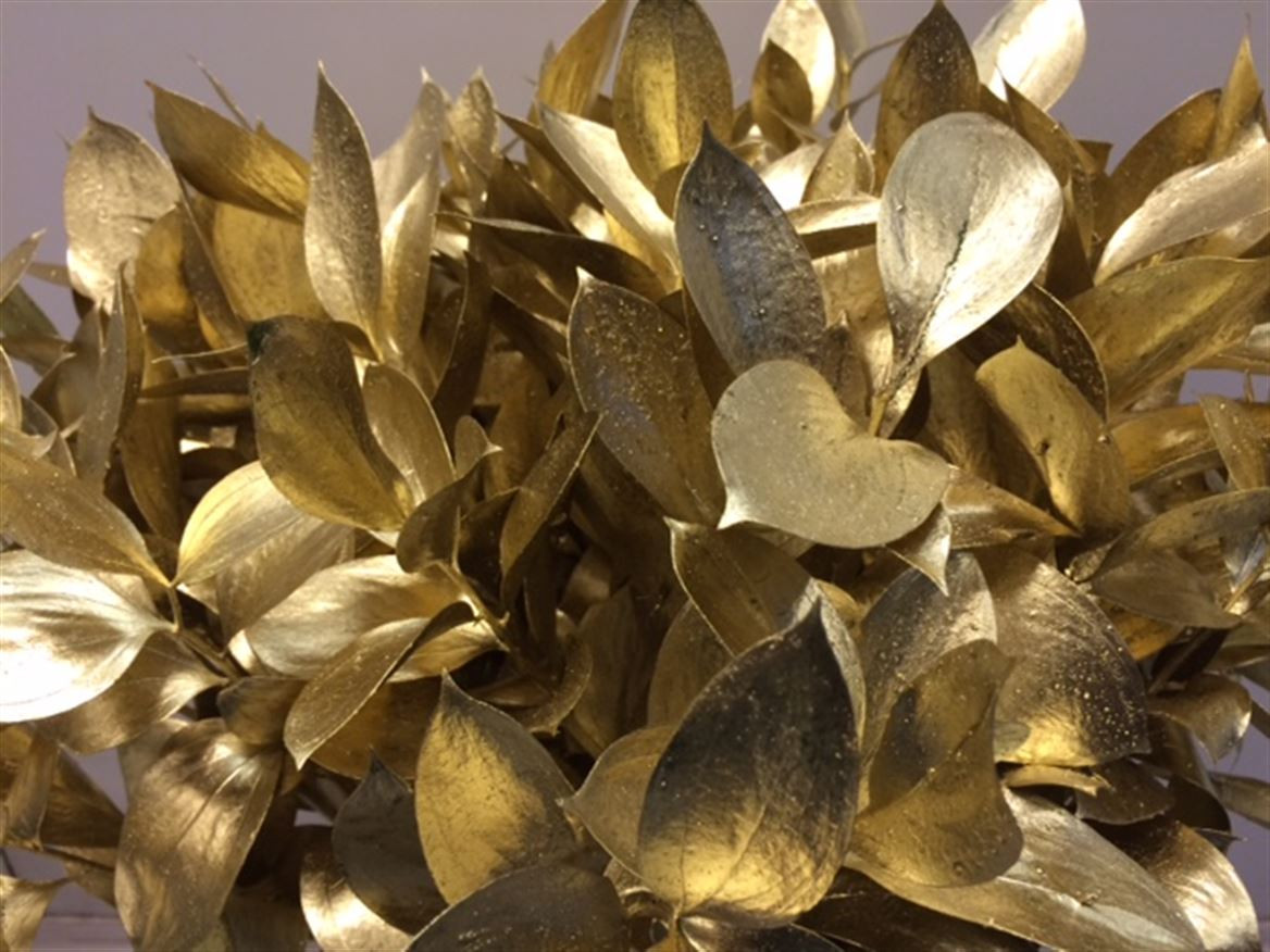 Ruscus P.Gold
