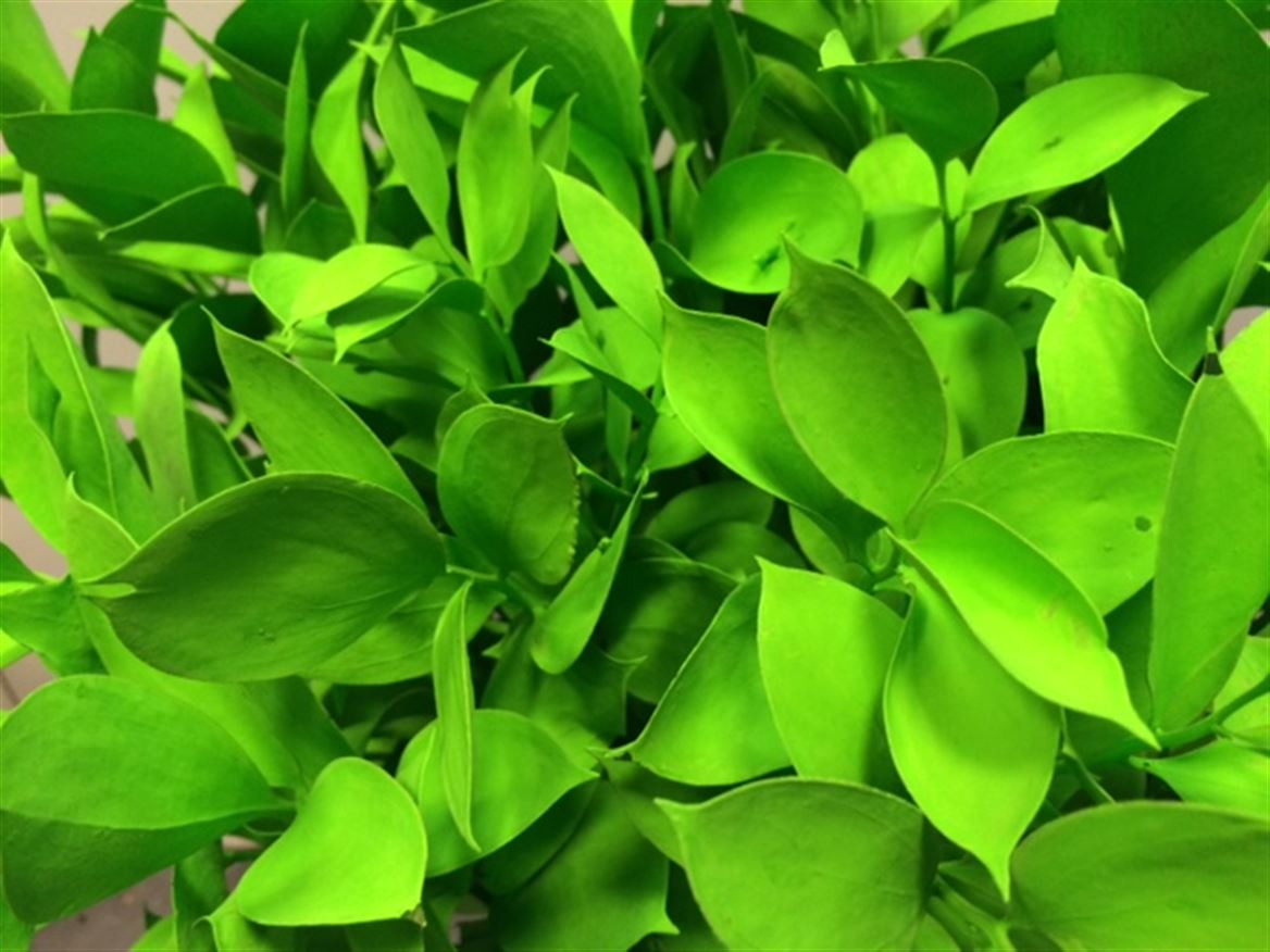 Ruscus P.Green