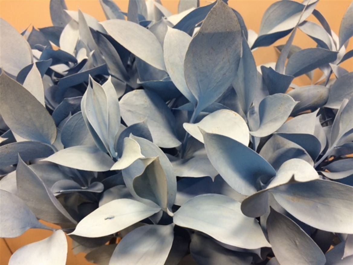 Ruscus P.Blue light