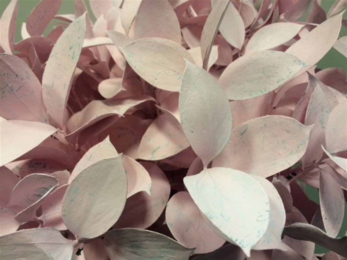 Ruscus P.Pink light