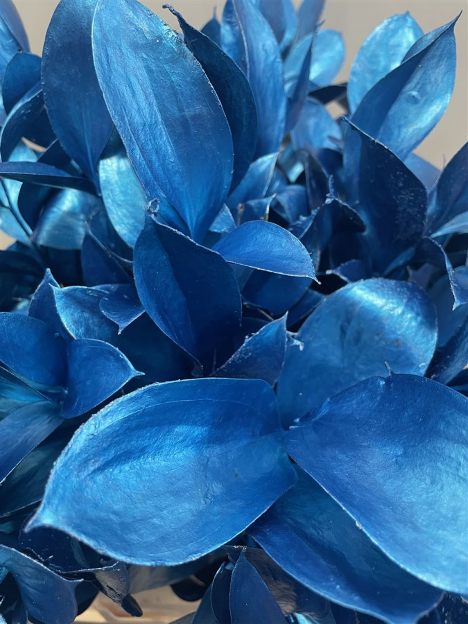 Ruscus P.Metallic Blue