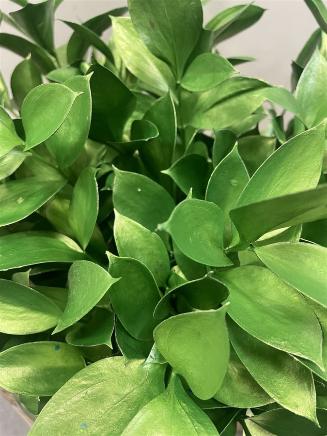 Ruscus P.Metallic Green