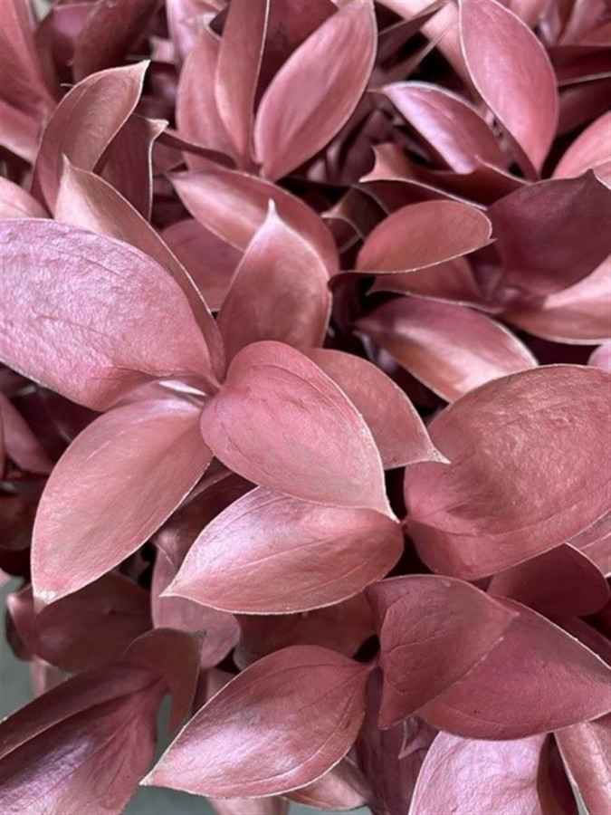 Ruscus P.Metallic Pink
